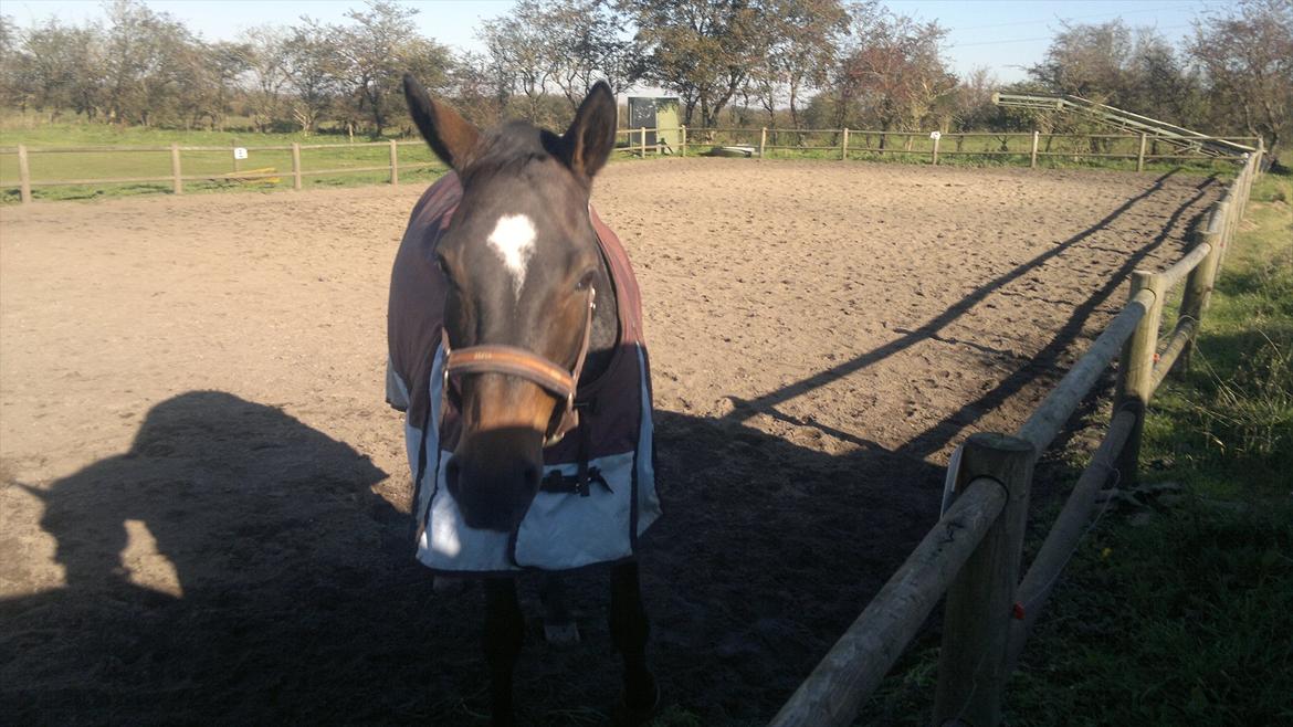 Dansk Varmblod Østergårds Chausette (tidligere hest) billede 8