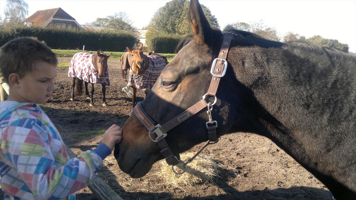 Dansk Varmblod Østergårds Chausette (tidligere hest) billede 9