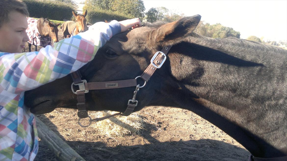 Dansk Varmblod Østergårds Chausette (tidligere hest) billede 10