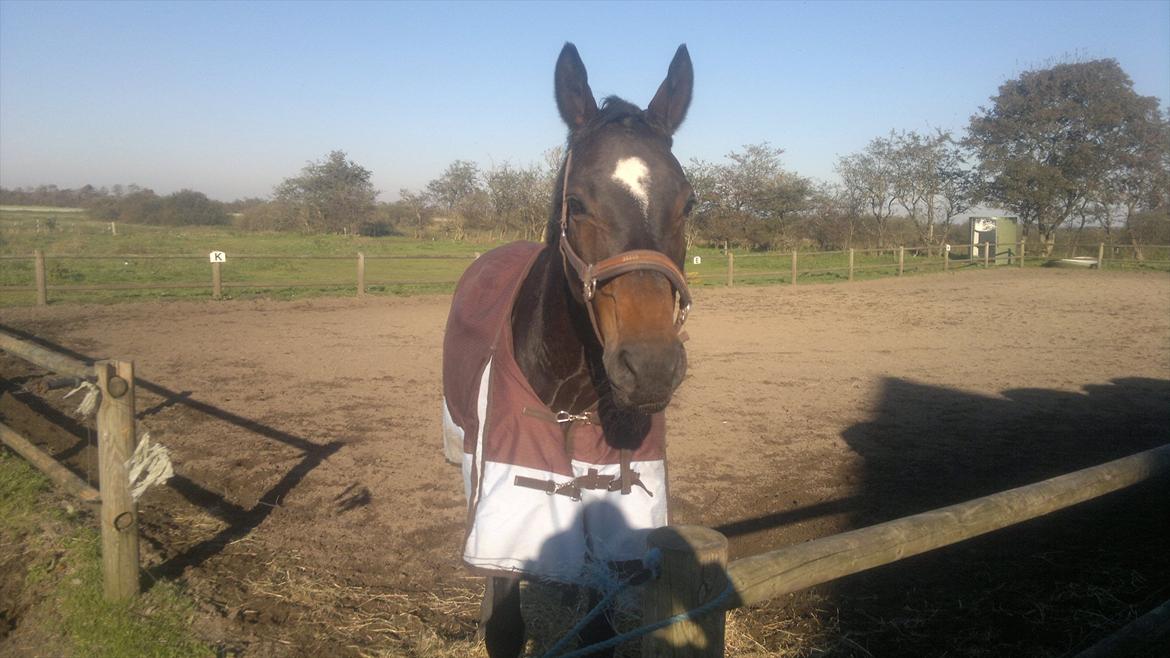 Dansk Varmblod Østergårds Chausette (tidligere hest) billede 11