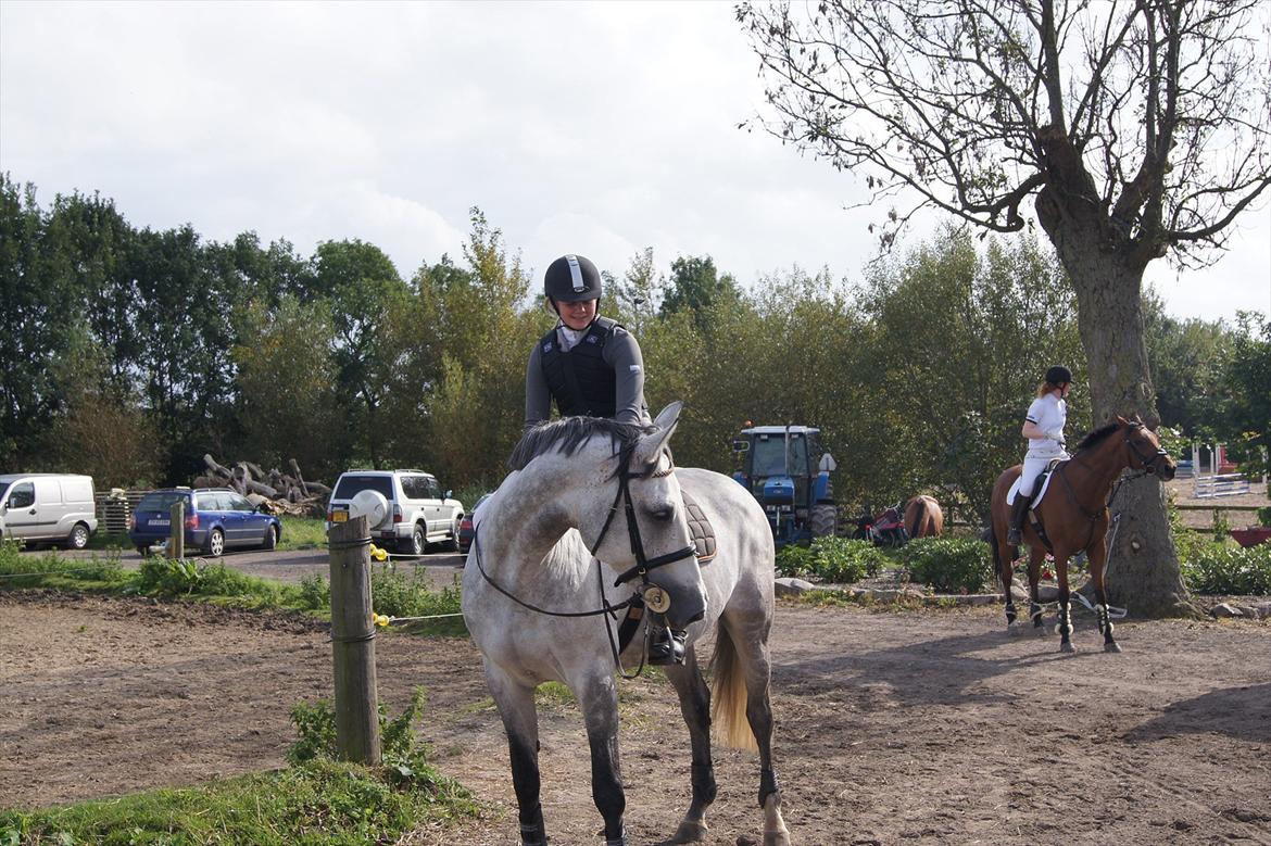 Dansk Varmblod In' Takt - Godbid ??? Foto: Jimmy billede 10