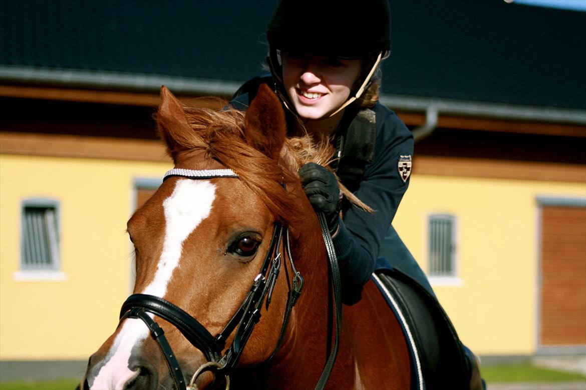 Anden særlig race Bastian • B-pony - <3 billede 1