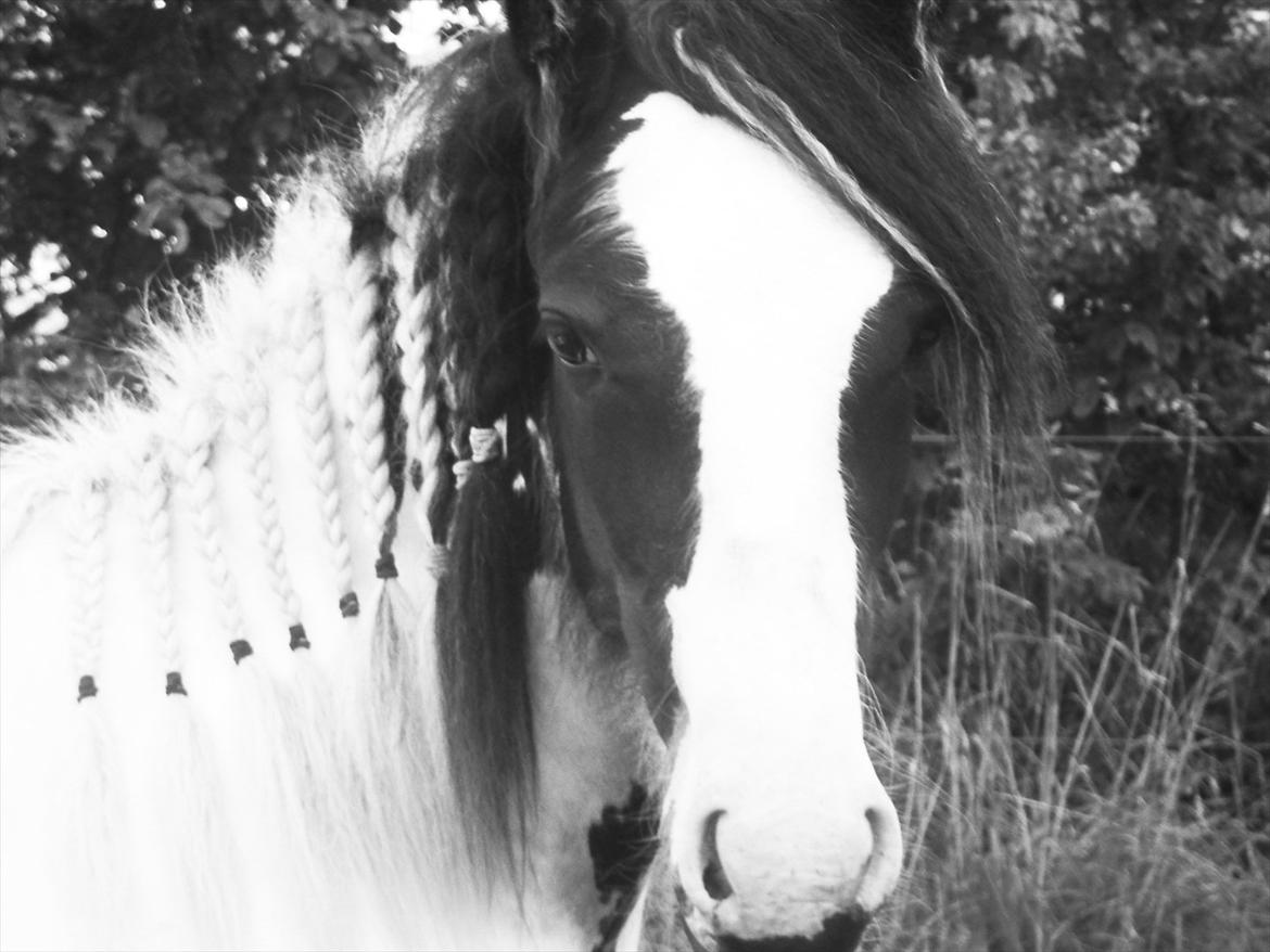 Irish Cob Alanya Naya billede 2