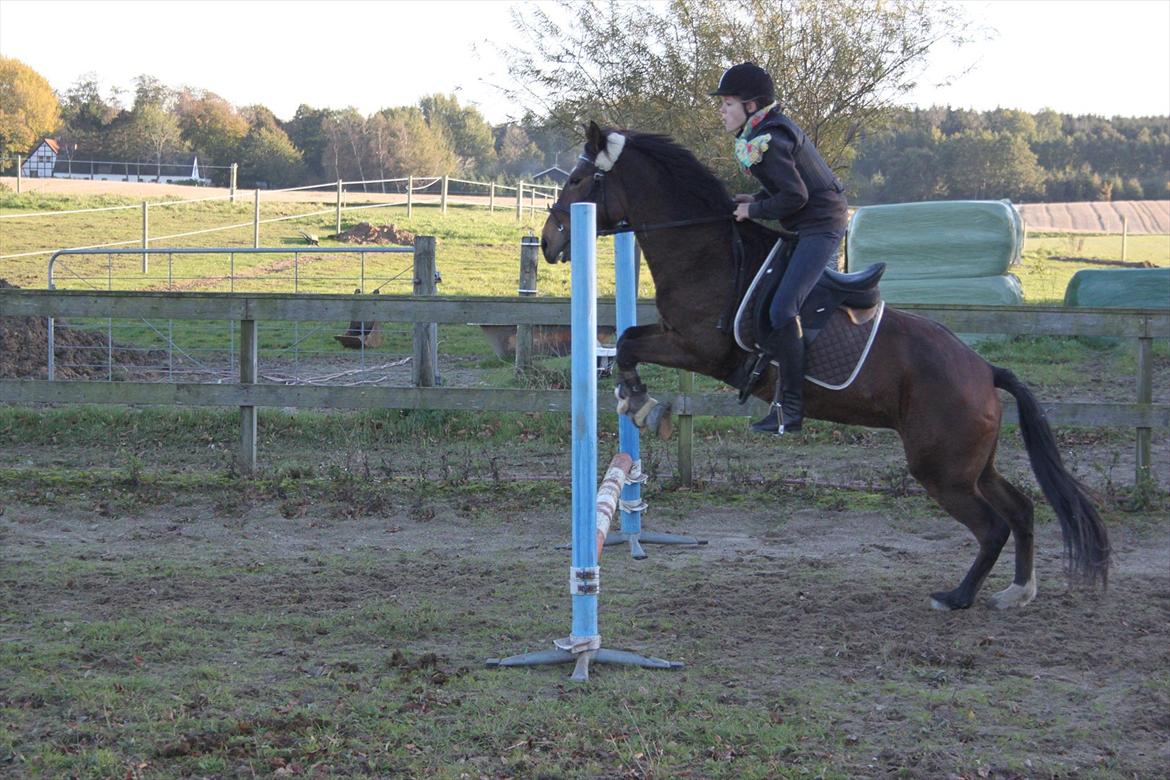 Anden særlig race Chess - Jaja det ikke højt men lig mærke til hvor højt bene er i forhold til springet;D og det vildt svært og læne sig tilbage i dressur sadel når hun skal "lande":) hehe Hun er aligevel DEJLIG!!:D billede 12