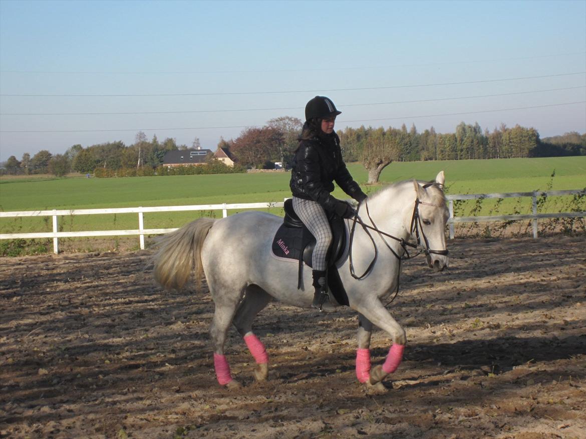 Tysk Sportspony <3 Minka :I Mit eventyr <3    billede 2