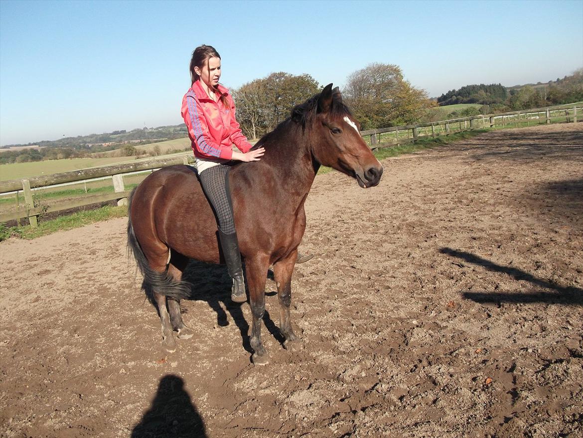 Hollandsk Sportspony Nørremarks Katinka billede 18