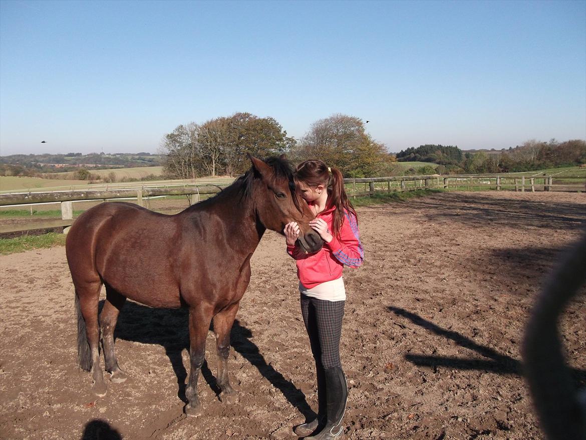 Hollandsk Sportspony Nørremarks Katinka billede 1