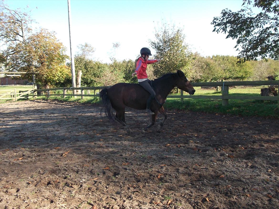 Hollandsk Sportspony Nørremarks Katinka billede 19