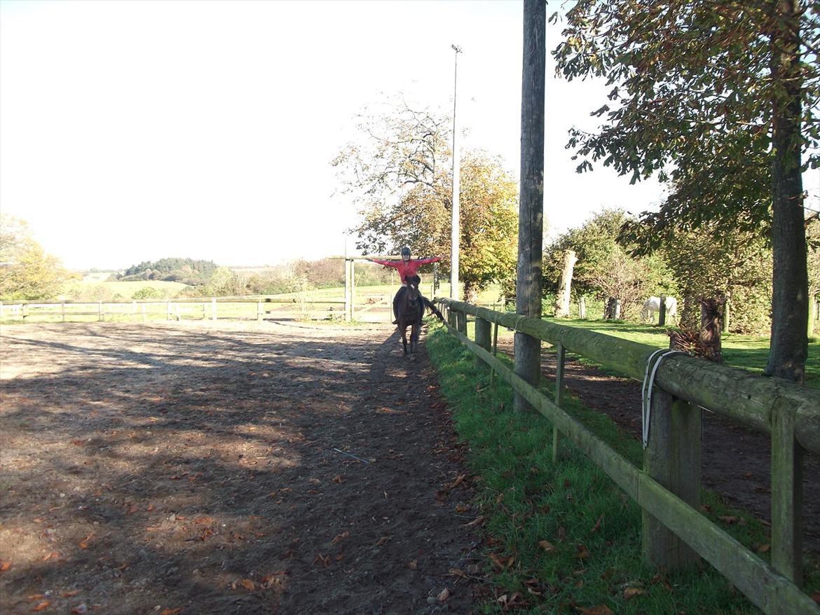 Hollandsk Sportspony Nørremarks Katinka billede 20