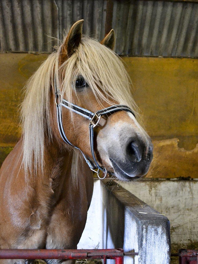 Haflinger † Gabora <3 † - 13-10-2011 - Klare smukke øjne, under den lange og fyldige pandelok! :') billede 19