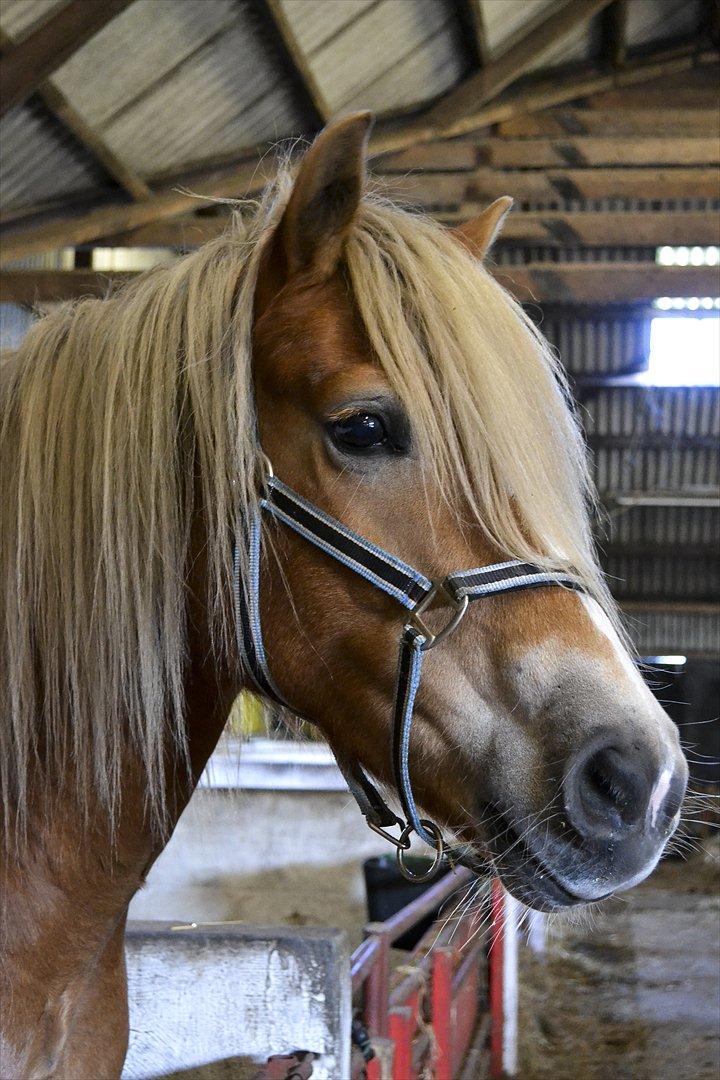 Haflinger † Gabora <3 † - 15. oktober, 2011 - I stalden, hvor hun allerede slapper af og tager tingene med ro. :D Smukke pige! billede 5