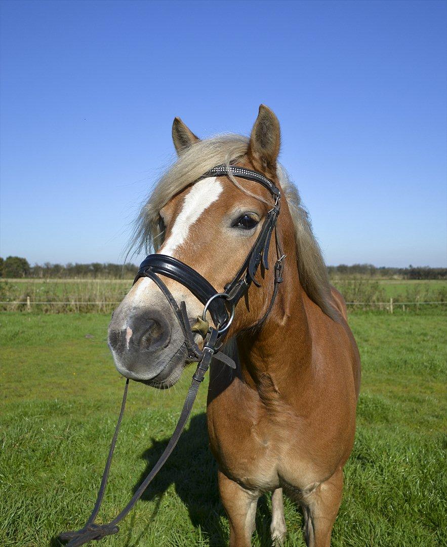 Haflinger † Gabora <3 † - 15/10-2011 - Bora med trense på, ude på en rundvisning på gårdens område. (: billede 7