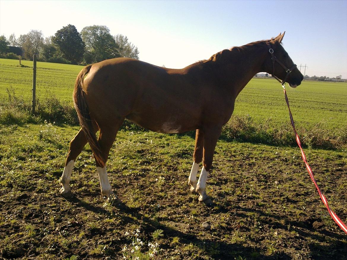 Dansk Varmblod Racing Star billede 15