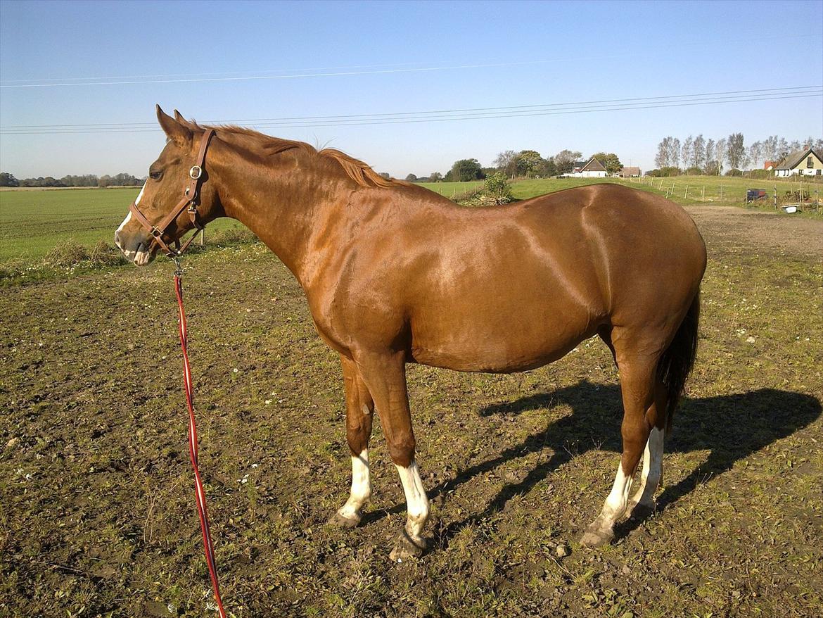 Dansk Varmblod Racing Star billede 16