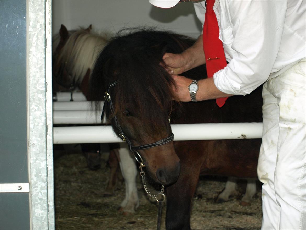 Shetlænder Sandgaardens Dundee billede 2