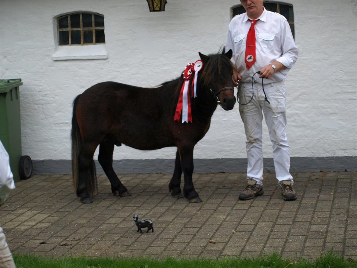 Shetlænder Sandgaardens Dundee billede 3