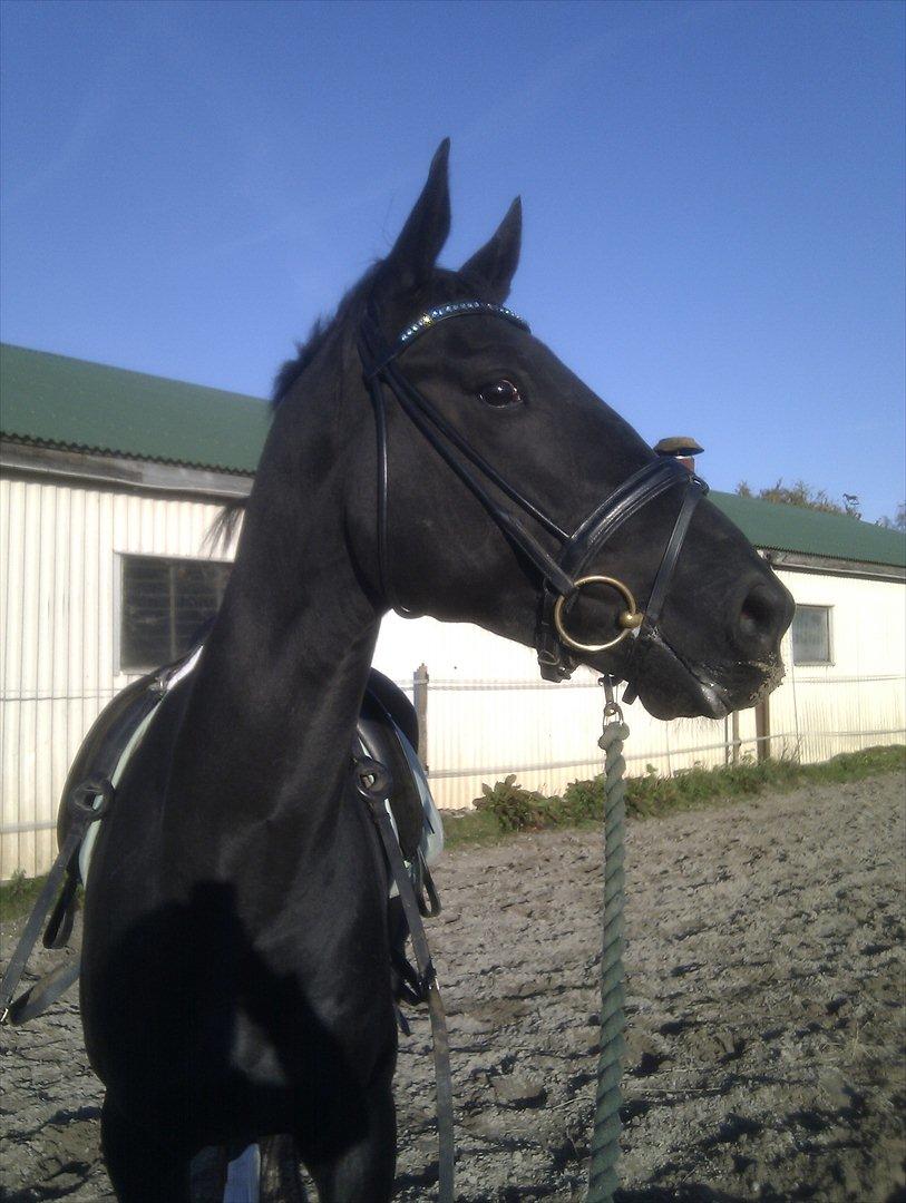 Dansk Varmblod Hot Lady billede 11