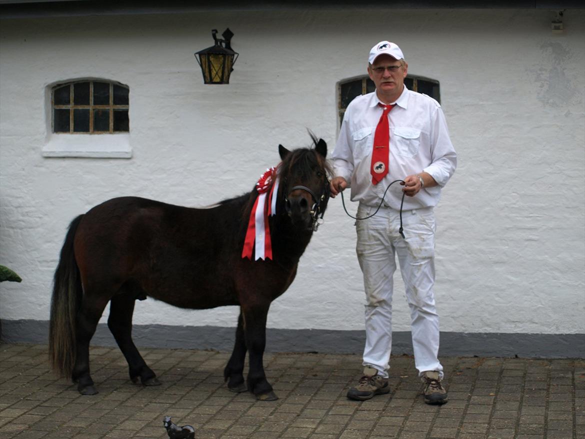 Shetlænder Sandgaardens Dundee billede 5