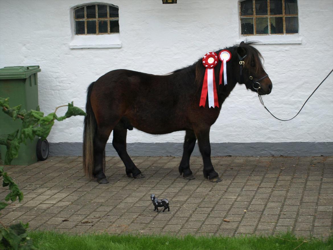 Shetlænder Sandgaardens Dundee billede 6
