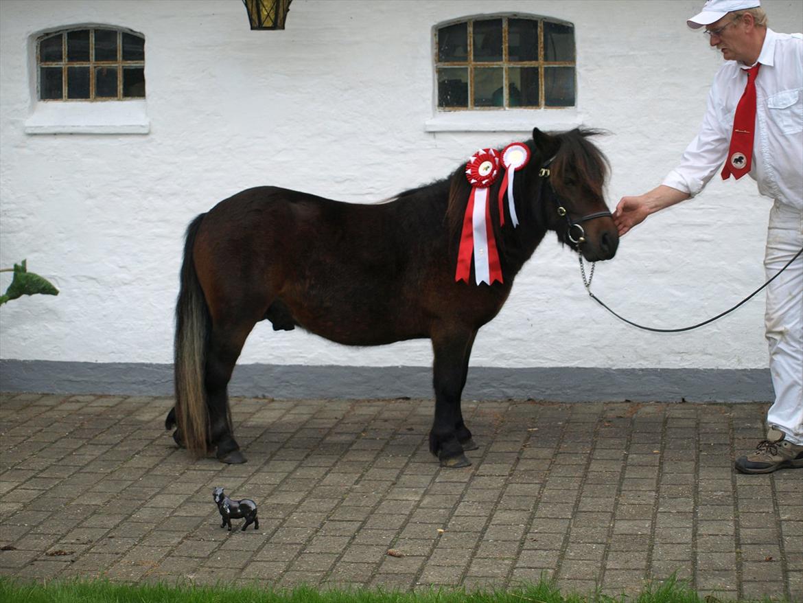 Shetlænder Sandgaardens Dundee billede 7