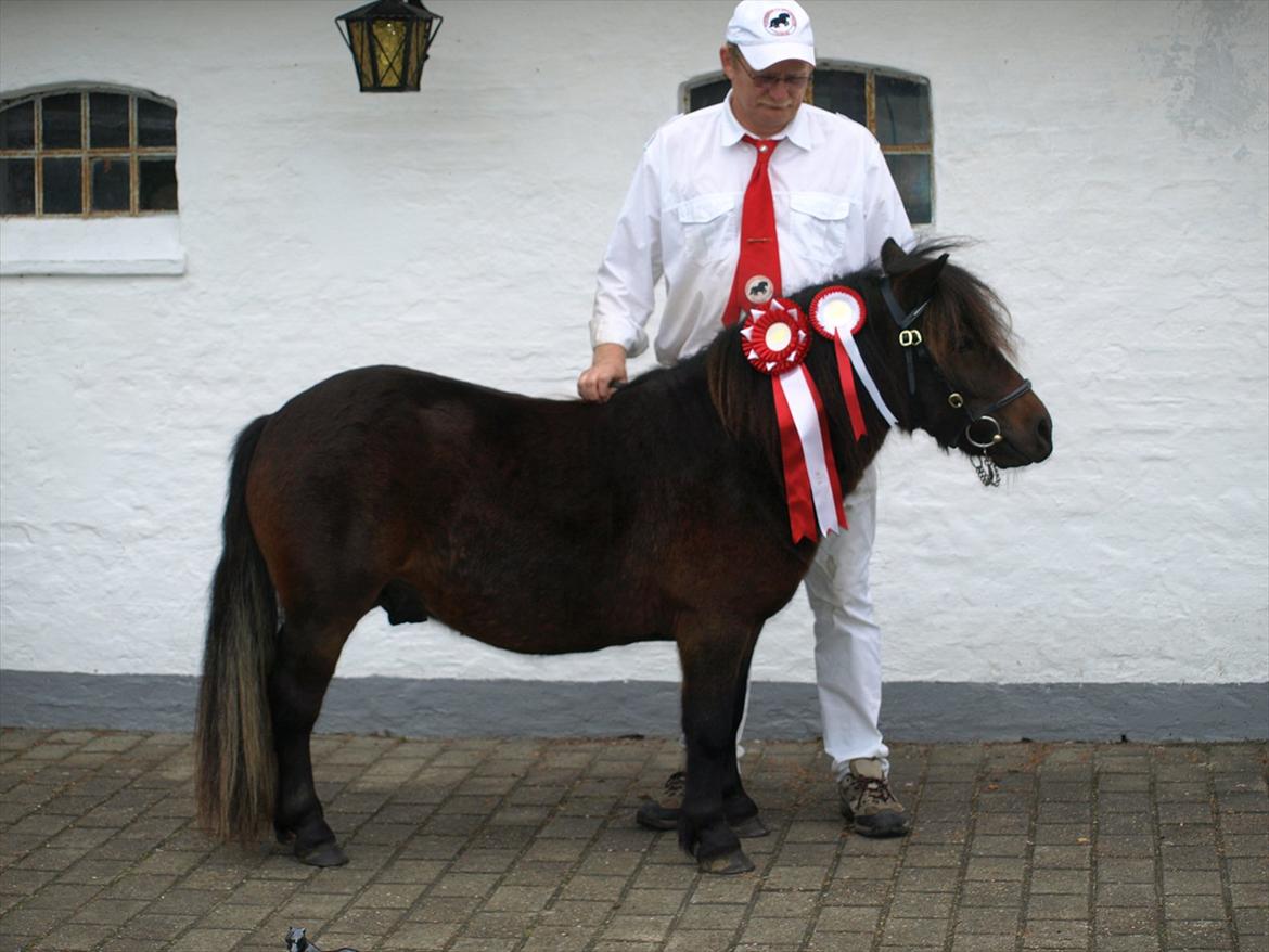 Shetlænder Sandgaardens Dundee billede 9