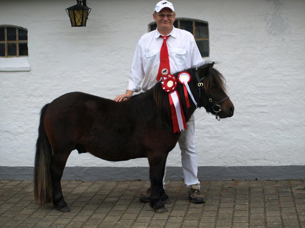 Shetlænder Sandgaardens Dundee billede 10