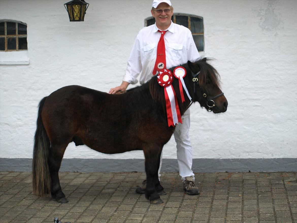 Shetlænder Sandgaardens Dundee billede 11