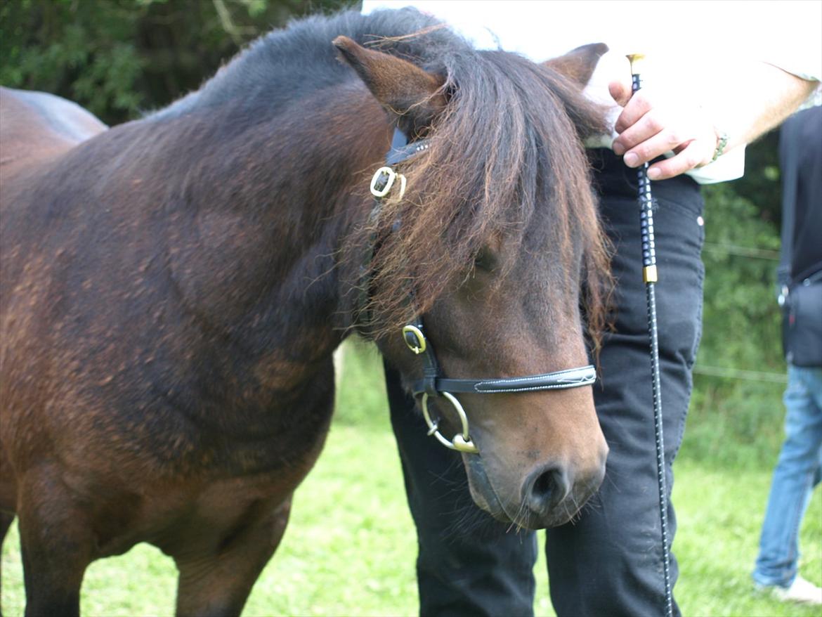 Shetlænder Sandgaardens Dundee billede 12