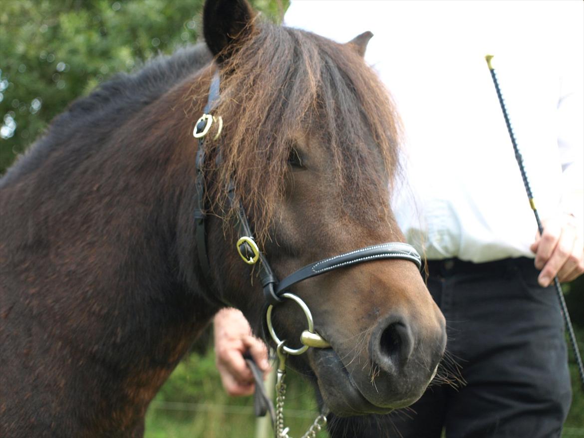 Shetlænder Sandgaardens Dundee billede 13