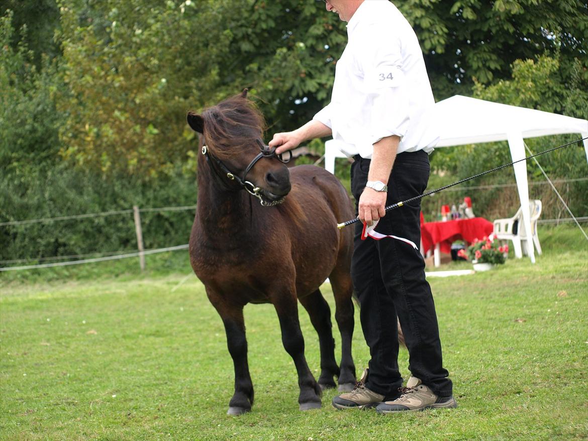 Shetlænder Sandgaardens Dundee billede 14