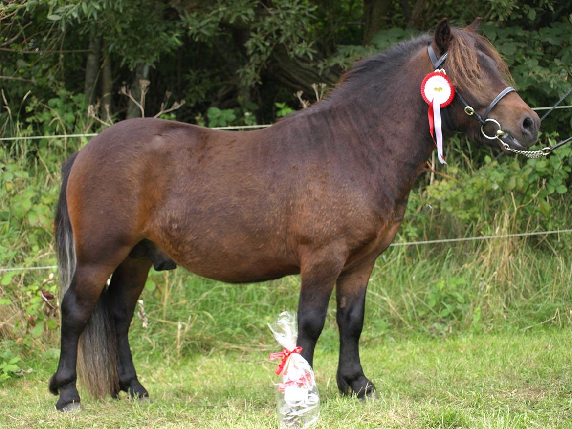 Shetlænder Sandgaardens Dundee billede 15
