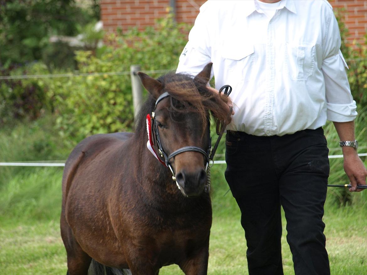 Shetlænder Sandgaardens Dundee billede 17
