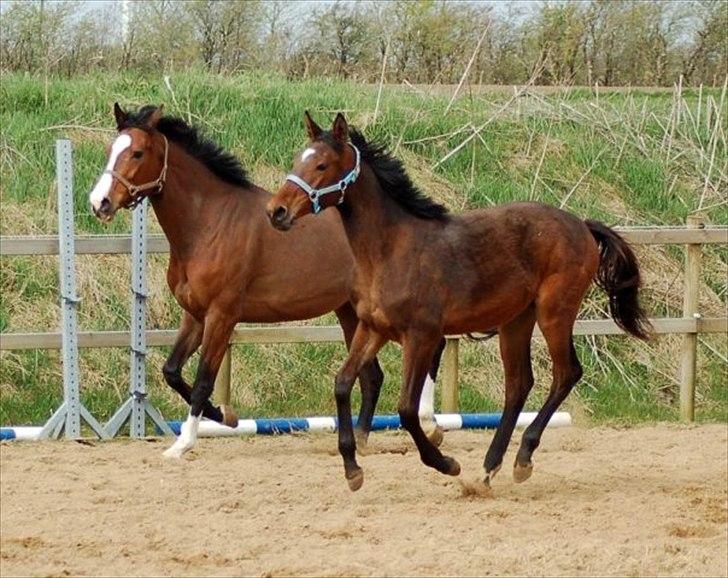 Dansk Varmblod Lady Carizma (solgt) billede 1