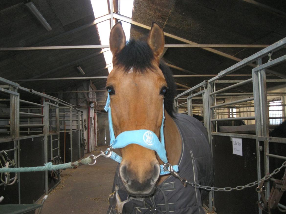 Anden særlig race Lucky  - tøsen. billede 3