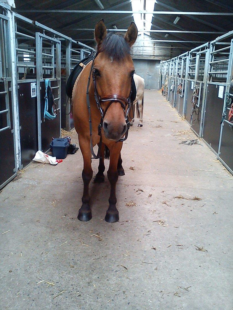 Anden særlig race Lucky  - lucky i fuld uniform :-) hæhæhæ billede 5