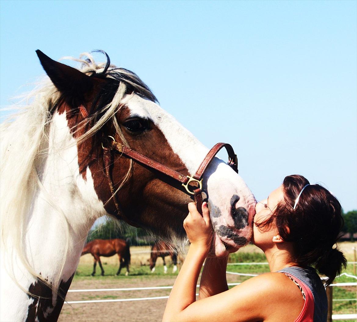 Irish Cob Leopold hvil i fred billede 1