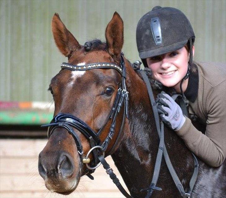 Dansk Varmblod Enghavegaards Drusa  - if your not the one, then i don´t know <3  billede 15