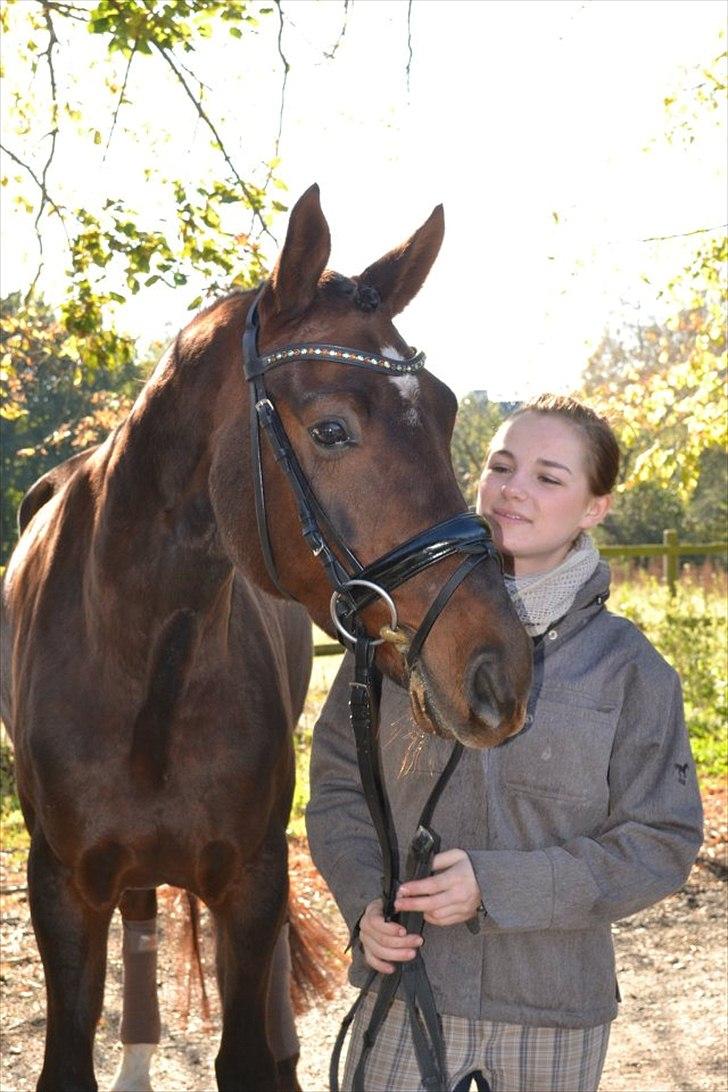 Dansk Varmblod Enghavegaards Drusa  - en rigtig stjerne <3  billede 16
