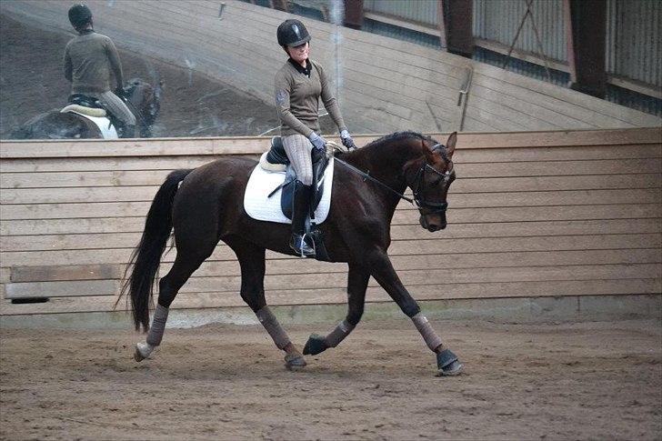 Dansk Varmblod Enghavegaards Drusa  - i can gove the distance, but only with you  billede 17