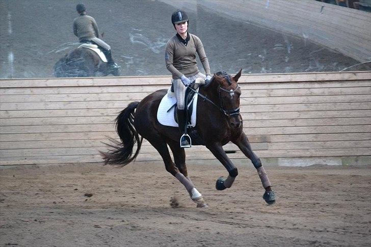 Dansk Varmblod Enghavegaards Drusa  billede 18