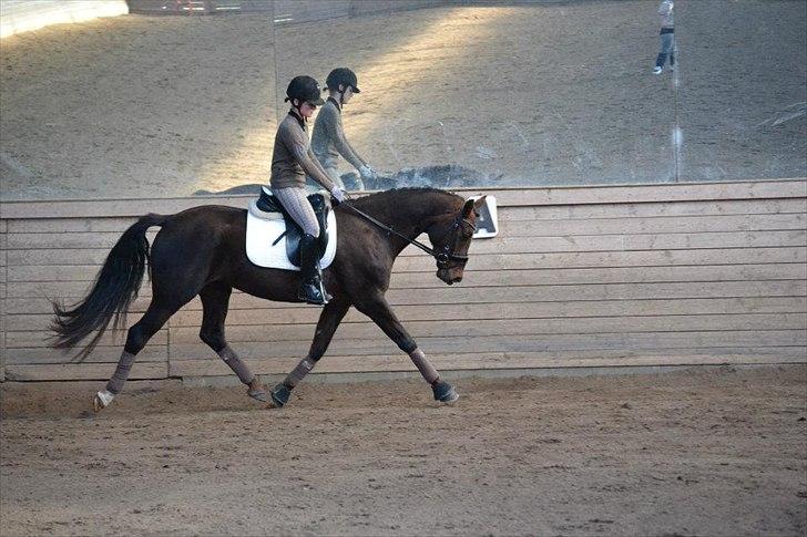 Dansk Varmblod Enghavegaards Drusa  billede 19