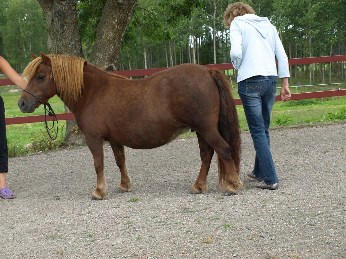 Shetlænder Fresia af Sortå. - i sverige.
 billede 6