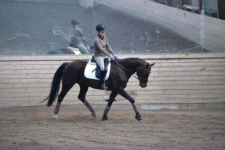 Dansk Varmblod Enghavegaards Drusa  billede 20