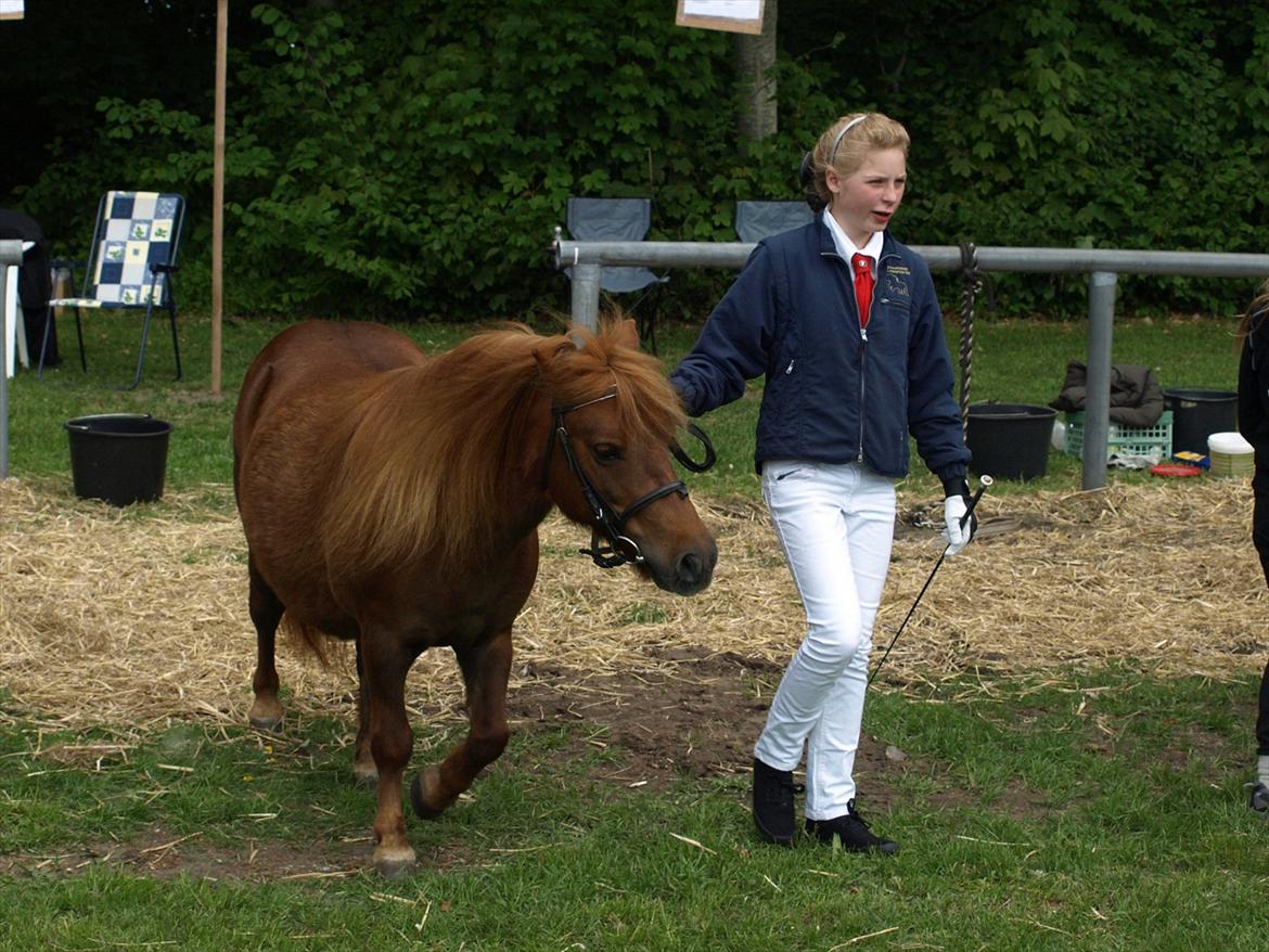 Shetlænder Fresia af Sortå. - fjerritslevdyrskue billede 9