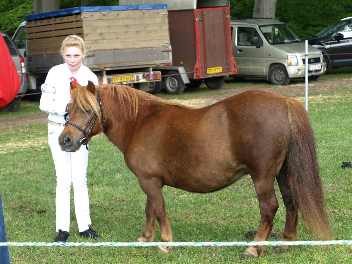 Shetlænder Fresia af Sortå. billede 10