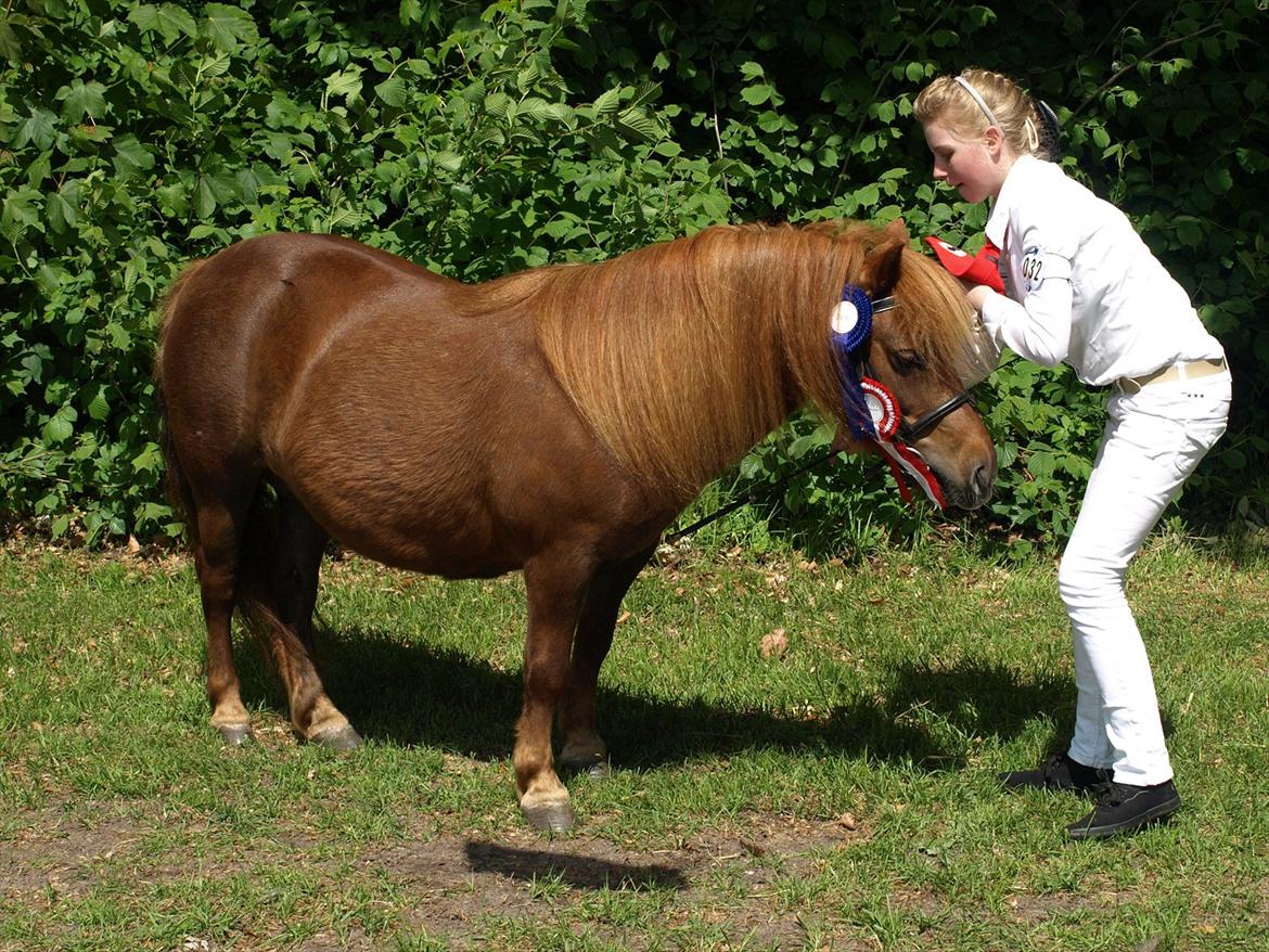 Shetlænder Fresia af Sortå. - 23p billede 13