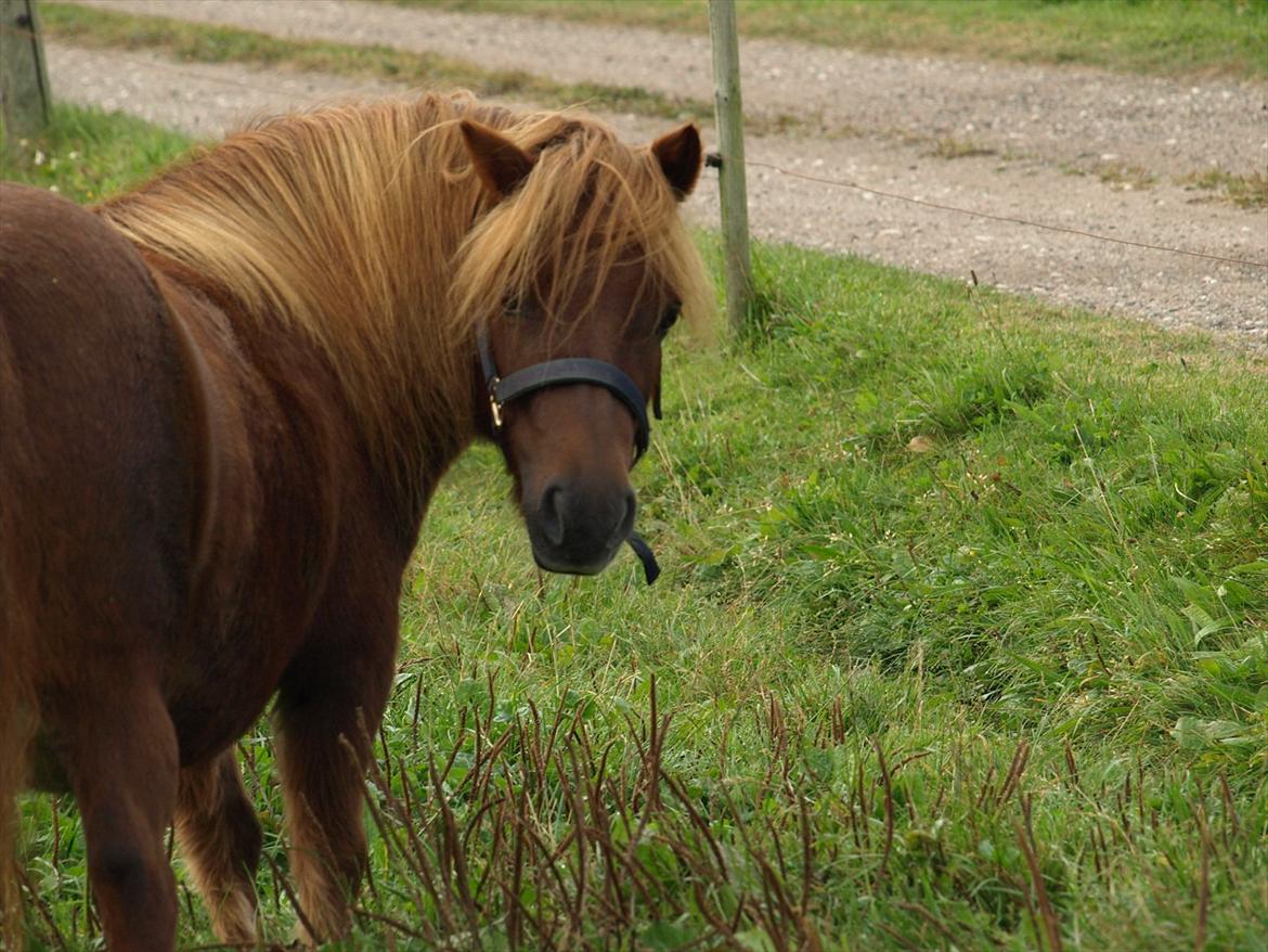 Shetlænder Fresia af Sortå. billede 1