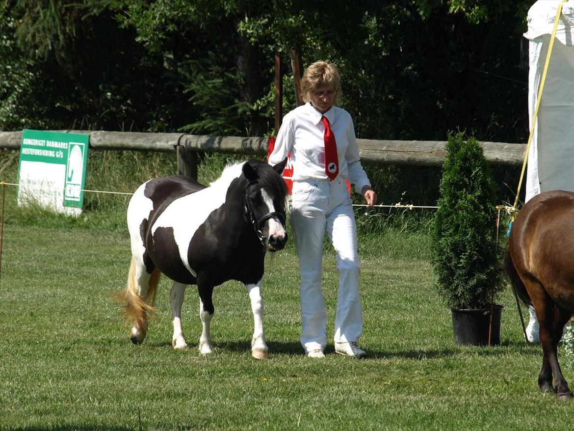 Shetlænder Sandgaardens .W. Djipsy - Kåring 2011 billede 7