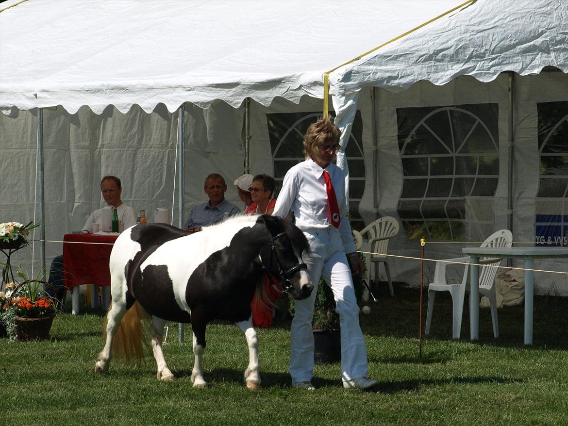 Shetlænder Sandgaardens .W. Djipsy billede 8