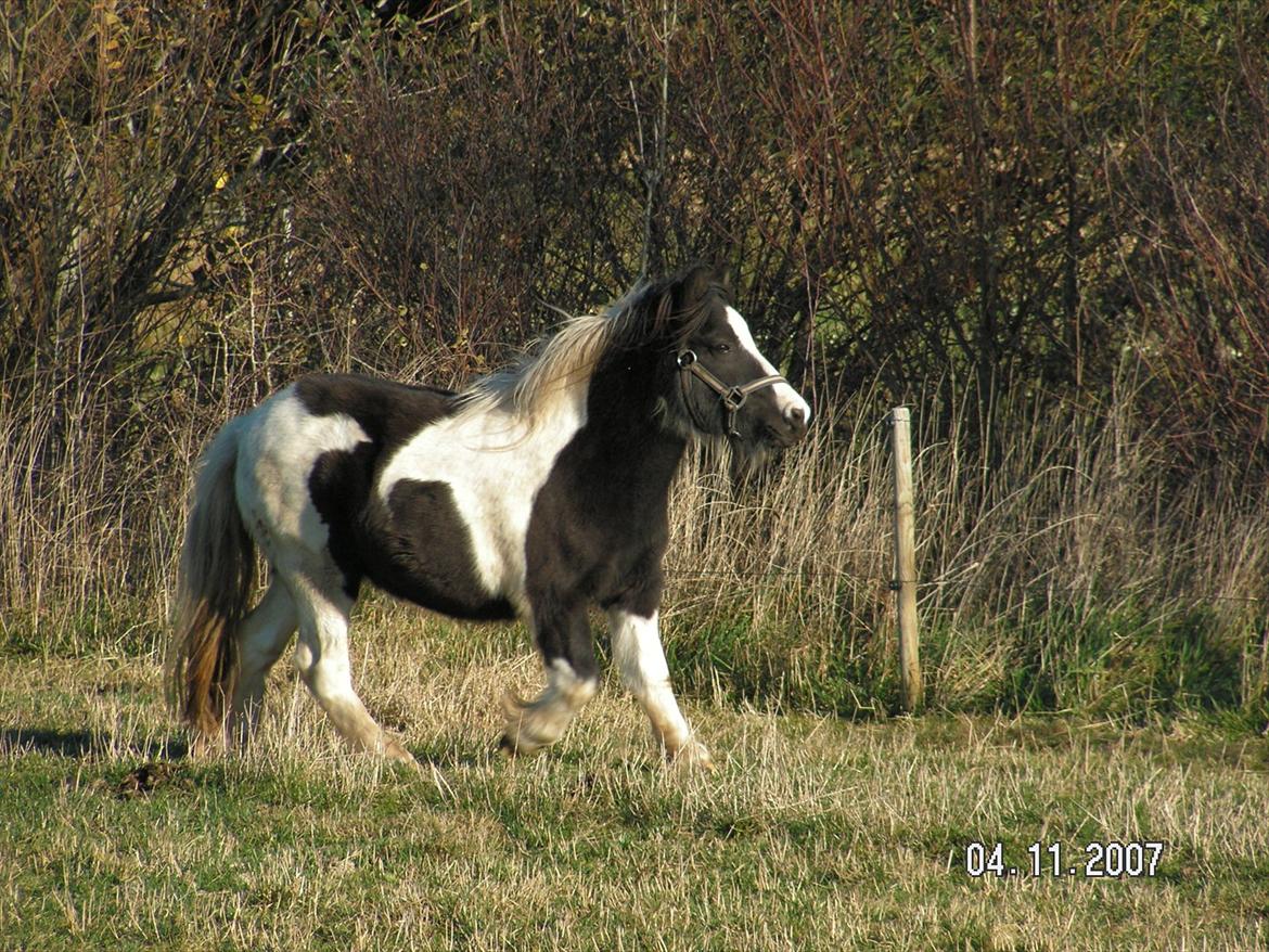 Shetlænder Sandgaardens .W. Djipsy billede 10